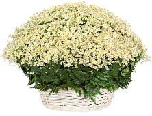 Цветочная композиция из Ромашки в корзине #REPLACE_PRED# Липицы